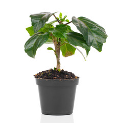 Hibiscus houseplant isolated on white background