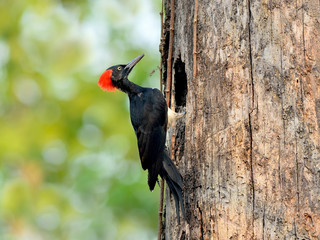 Bird (White-bellied Woodpecker) , Thailand