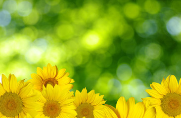 Fototapeta premium sunflower