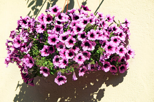 Beautiful flowers on wall background