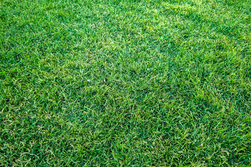 Dark green grass background texture