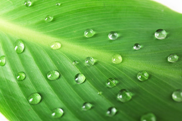 Green leaf with droplets, closeup