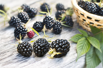 blackberry still life of ripe berry on natural wood background