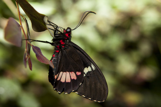 Cattleheart Butterfly profile