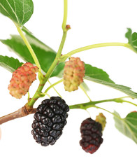 Branch of fresh mulberry isolated on white