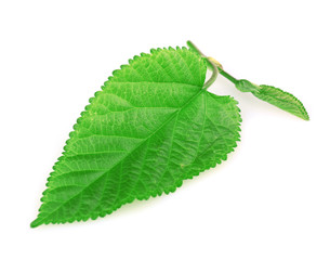 Mulberry leaf isolated on white
