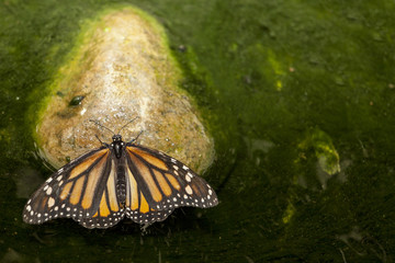 Monarch butterfly perched over green pond