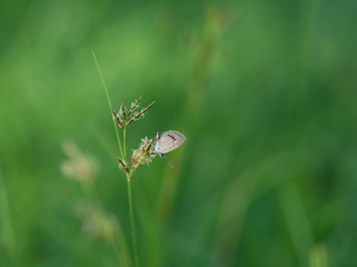 Tiny butterfly with grass .