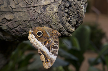Owl Butterfly on a trunk