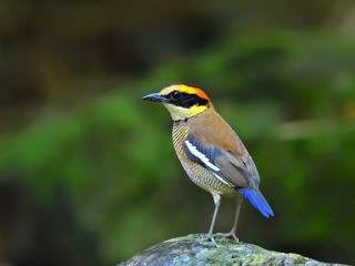 Bird (Banded Pitta) , Thailand