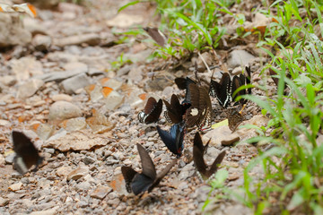 Naklejka na ściany i meble mix butterfly, mix butterfly sniffing on the dirt floor by the river in the tropical forest, Thailand