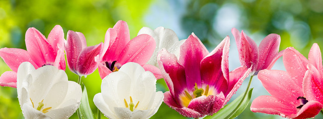 image of beautiful tulips closeup