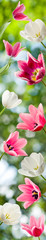 Obraz na płótnie Canvas image of beautiful tulips closeup