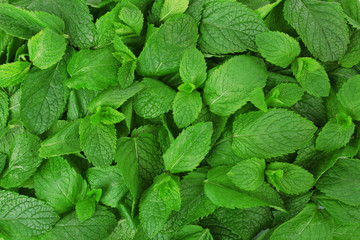 Green fresh leaves of mint close up