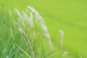 Light fluffy white flowers on Nature Backgrounds.