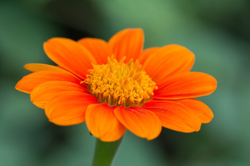 Orange Flower with blurred background .