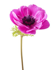 Red Anemone coronaria on a white background