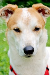 jack Russell razza canina