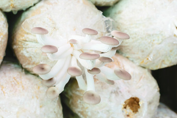 organic oyster mushroom
