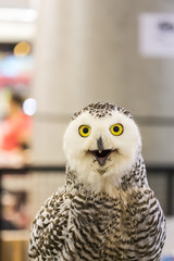 Owl looking.