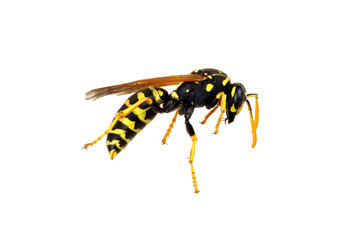 wasp