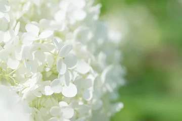 Photo sur Plexiglas Hortensia 白い紫陽花