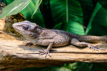 Close-up view of a Anole lizard (Anolis baracoae) on the tree, f