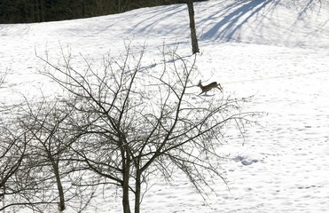 scared deer runs on the soft snow in mountain
