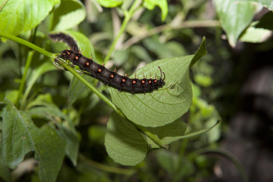 Malachite Butterfly caterpillar
