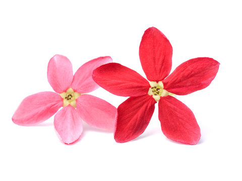 Red flower of Rangoon creeper on white background