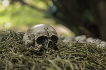 skull or skeleton of human photography