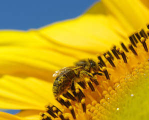bee and sunflower