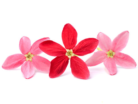 Red flower of Rangoon creeper on white background