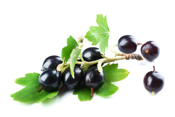 Wild black currant with green leaves isolated on white