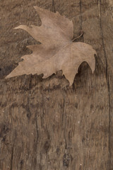 autumn template with dried leaf on wooden table