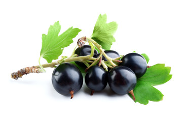 Wild black currant with green leaves isolated on white