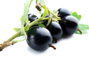 Wild black currant with green leaves close up