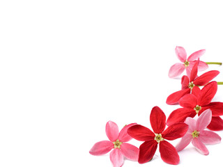 Fototapeta na wymiar Red flower of Rangoon creeper on white background
