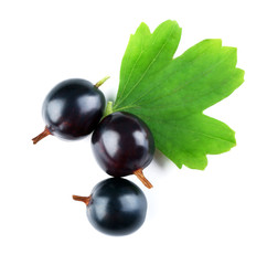 Wild black currant with green leaf isolated on white