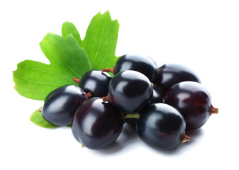 Wild black currant with green leaves isolated on white