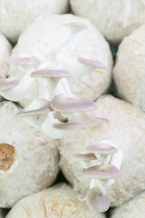 Fototapeta na wymiar Healthy organic oyster mushroom