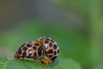 Mating of ladybird