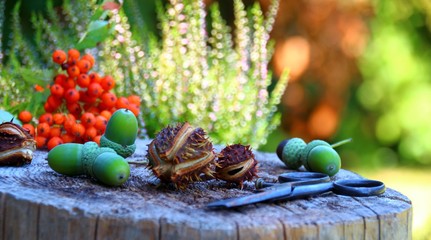 beeren eicheln und kastanien