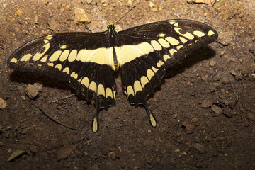Papilio thoas butterfly perched over ground
