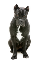 Cane corso dog