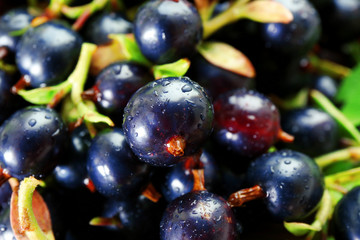 Pile of wet black currants, closeup