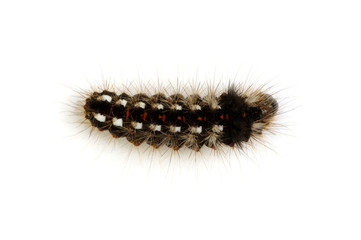  caterpillar