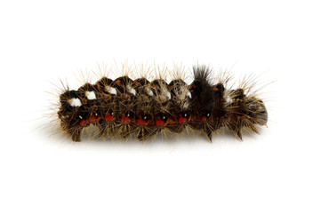  caterpillar