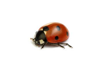 Ladybug