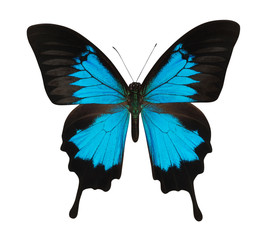 Fototapeta premium Blue butterfly